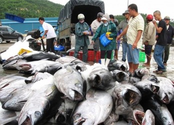 Vietnam's tuna exports to US increase