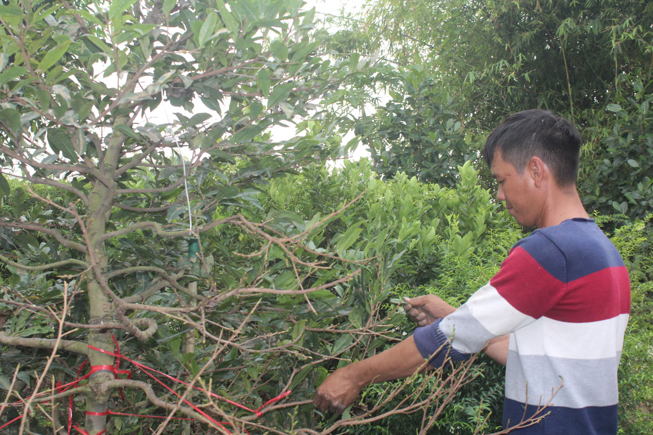 Nhờ nghề chăm sóc cây kiểng thuê,anh Bùi Quang Hợp có cuộc sống ổn định, nhất là năm nào cũng có được cái tết đầy đủ và trọn vẹn