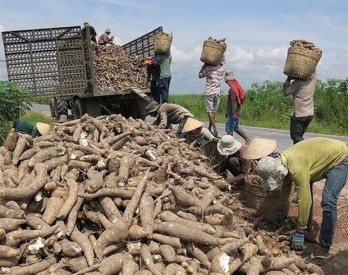 Vietnam gains cassava export growth in 2020