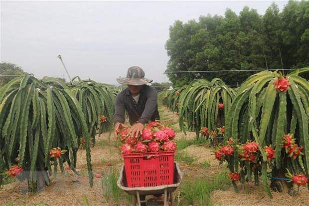 Dragon fruit harvesting (Illustrative image. Source: VNA)