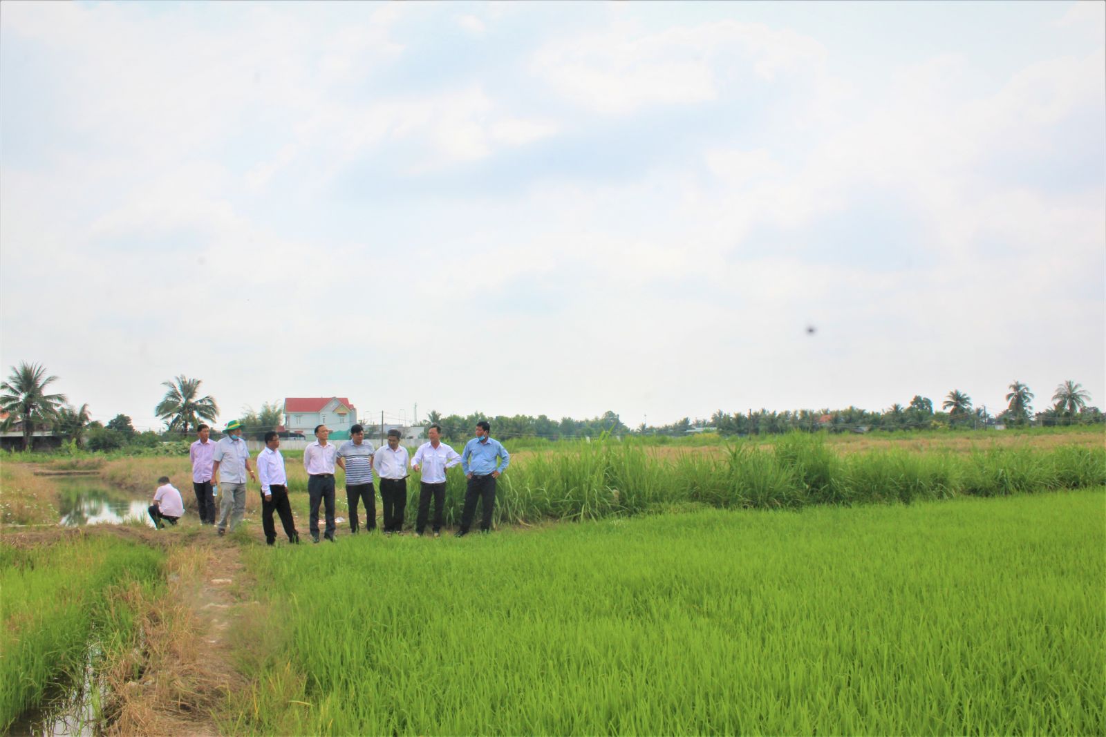 The commission examines cultivated areas for seeded rice in the third crop season out of the agricultural sector's recommendations