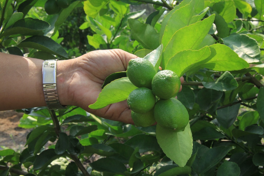 Lemon products apply high technology in production in Tan Thanh commune