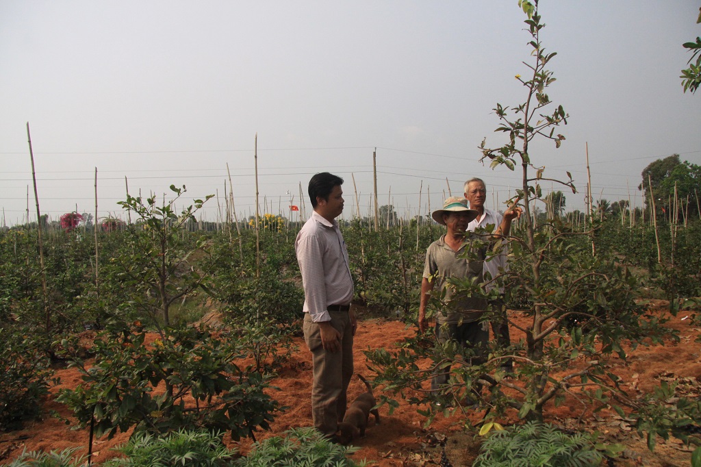 The apricot garden of Mr. Vo Van Dung's family has been gradually produced using high technology