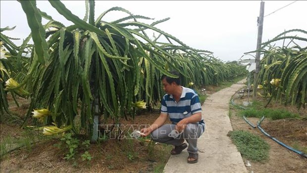 A dragon fruit farm in Long An province (Photo: VNA)