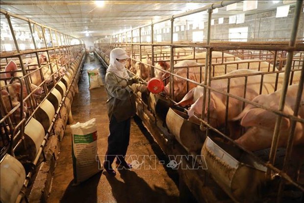 A model pig farm in Hanoi's Ba Vi district (Photo: VNA)