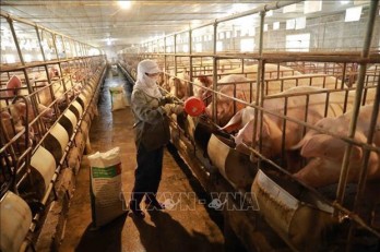 Building disease-free zone - key to animal husbandry: Minister