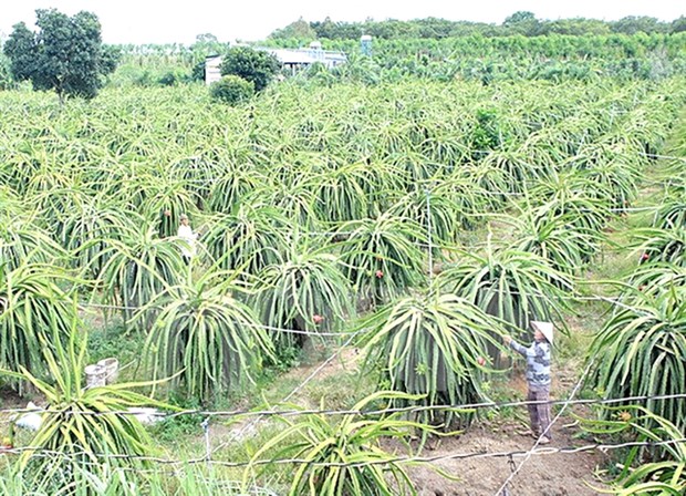 Dragon fruit cultivation in Long An province (Photo: VNA)