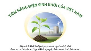 Tiềm năng nguồn điện sinh khối của Việt Nam