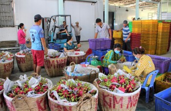 Price of dragon fruit increased sharply after Tet