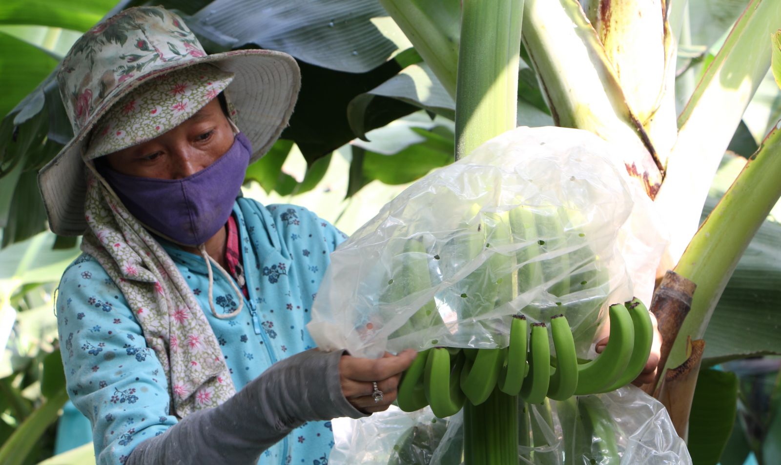 Policy credit fund helps farmers to invest more from low-yield rice to other crops with higher economic value