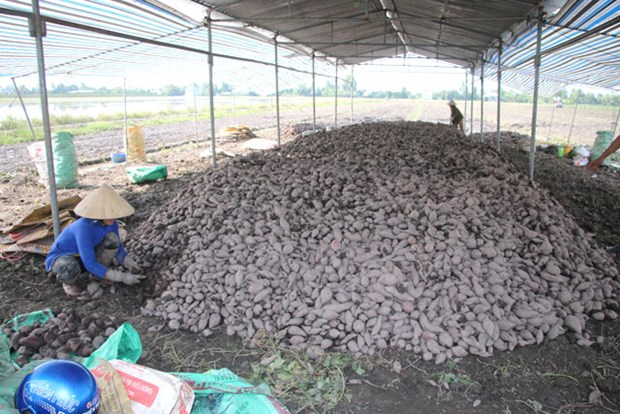 Harvested sweet potatoes planted under VietGAP standards in Dong Thap province’s Chau Thanh district (Photo: baodongthap.vn)