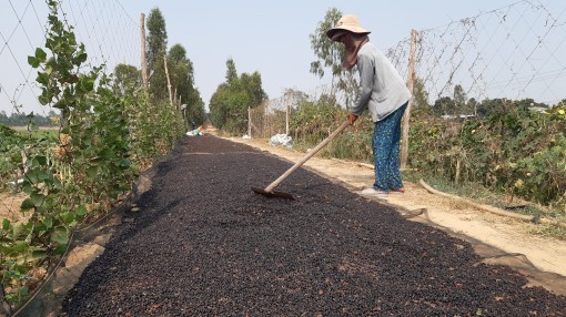 Trồng mồng tơi lấy hạt - hướng đi mới giúp nông dân tăng thu nhập