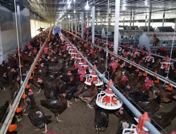 Vietnamese poultry find way onto more foreign plates