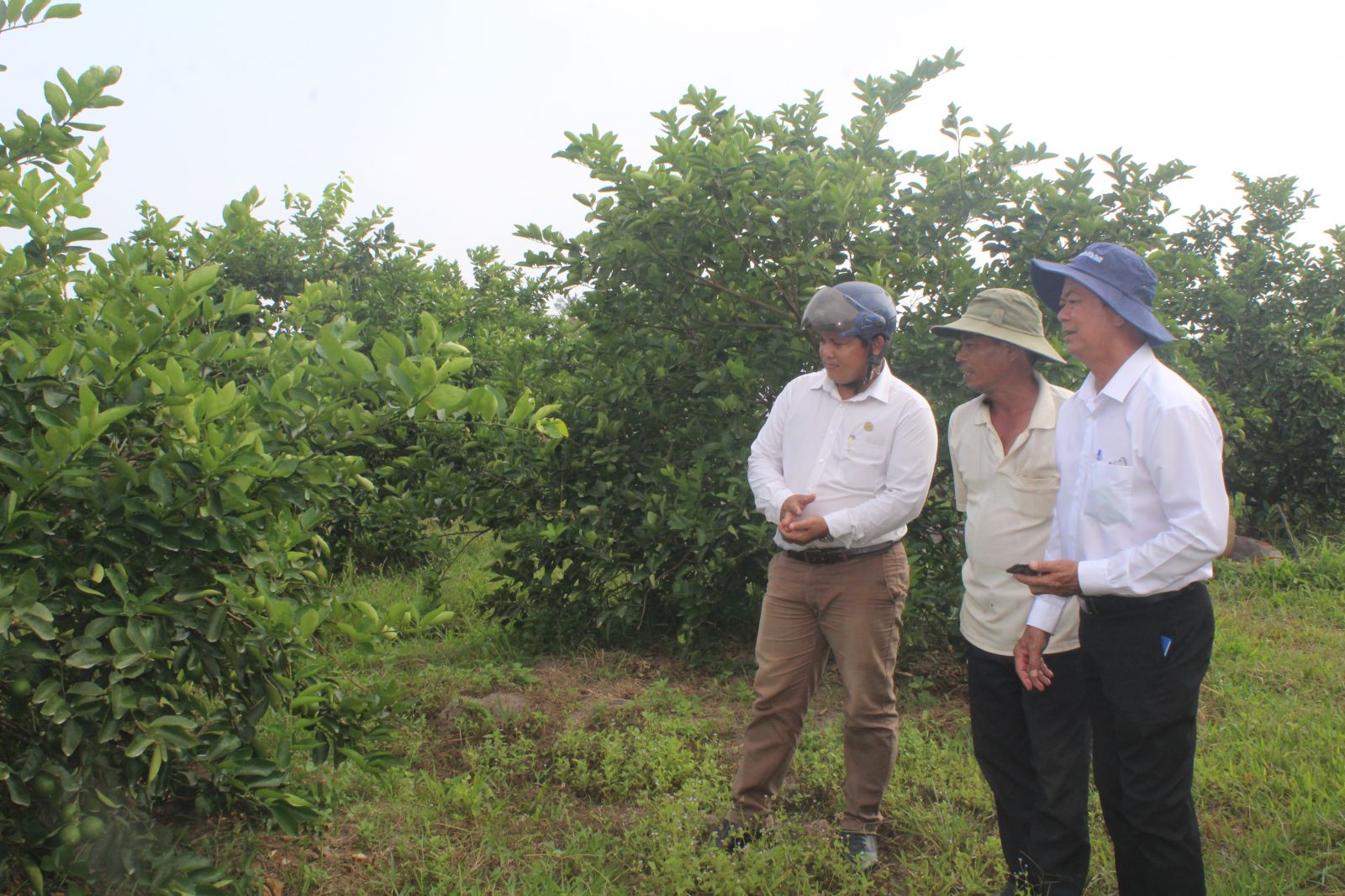 Currently, the Can Tho Fruit Republic One Member Limited Company is associating with purchasing more than 1,000 hectares of lemons, of which 200 hectares are produced in the direction of GlobalGap, the rest are produced under the TFA process