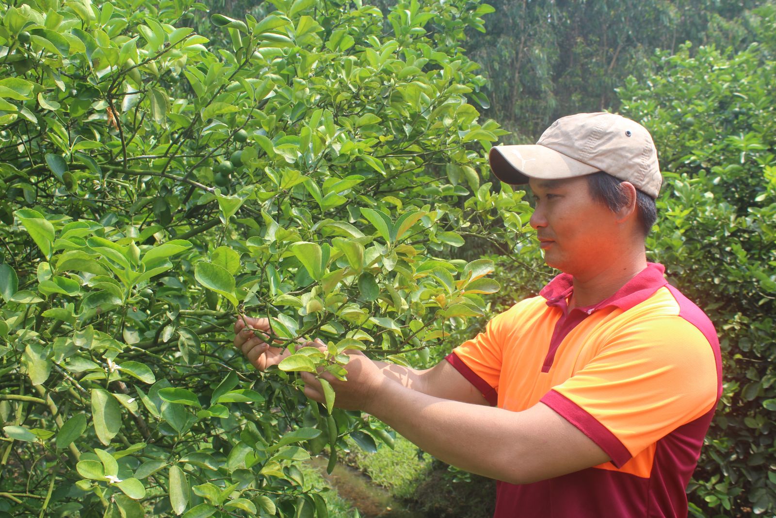 Mr. Huynh Hau Tien plants 10 hectares of lemons in the direction of GlobalGAP, contributing to creating clean products and increasing competitiveness in the market