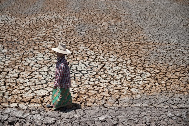 A picture taken in 2020 shows a woman walking on an arid rice field in Suphanburi province of Thailand (Photo: AFP/VNA)