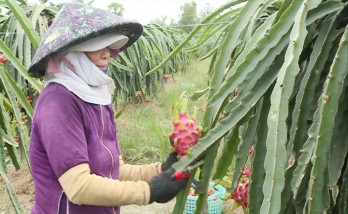 Chau Thanh: 5,500 hectares of high-tech dragon fruit built