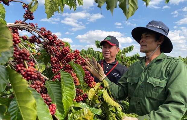 Coffee exports earned 771 million USD for Vietnam in the first quarter of 2021 (Photo: VNA)