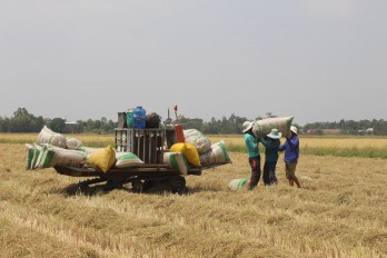 VnSAT project: Rice quality and farmers’ income improved