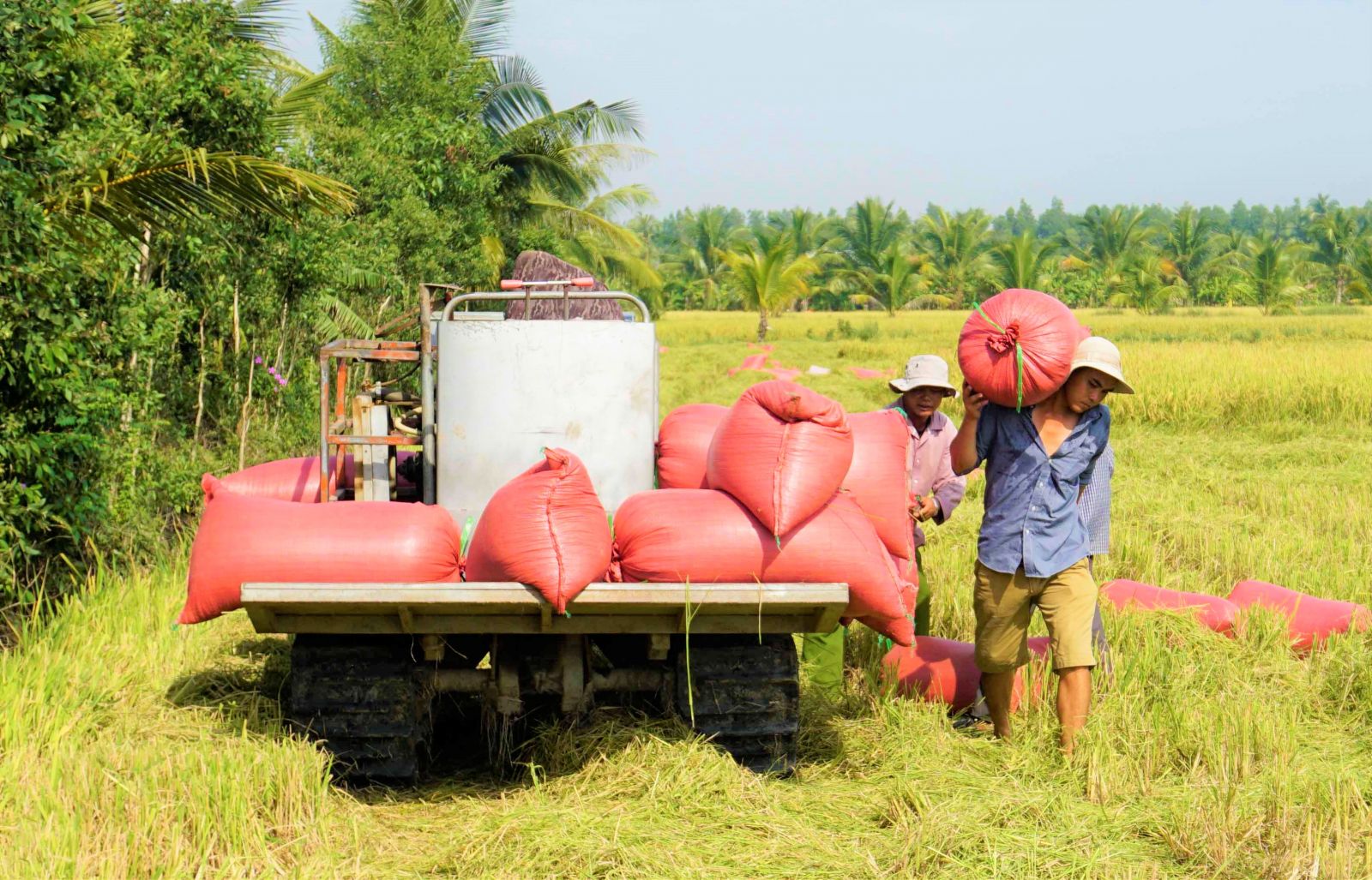 Farmers harvest WS rice crop