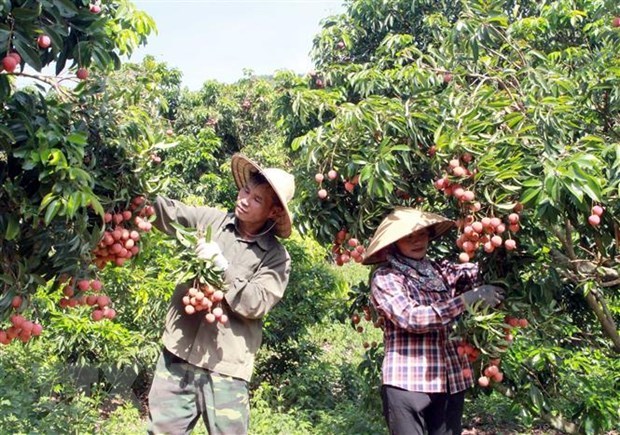 Farmers in Bac Giang are harvesting lychee for export (Photo: VNA)