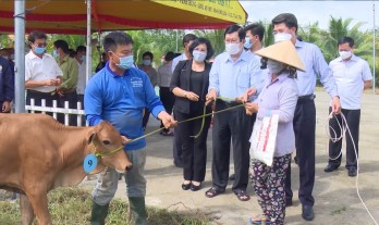 Nguyên Chủ tịch nước - Trương Tấn Sang trao bò cho hộ nghèo huyện Vĩnh Hưng