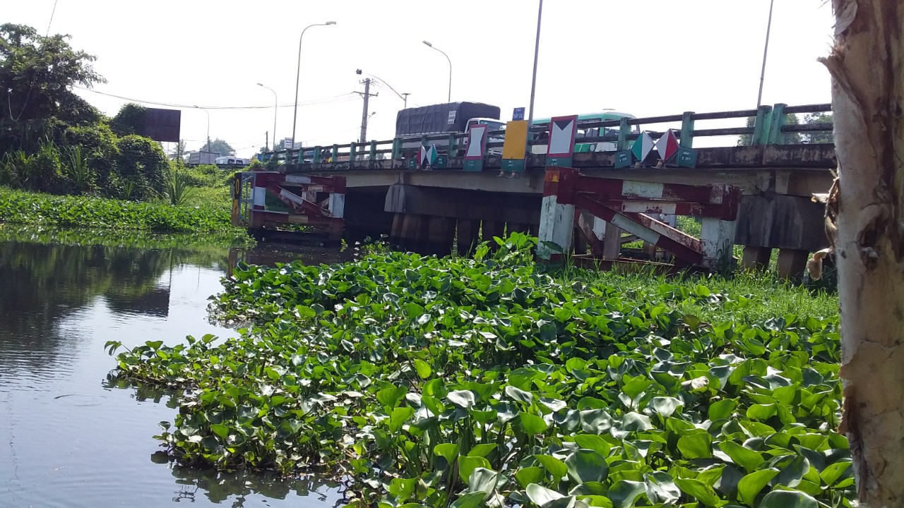 Lục bình bao phủ, cản dòng chảy