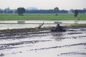 Summer-autumn rice focused on taking care of