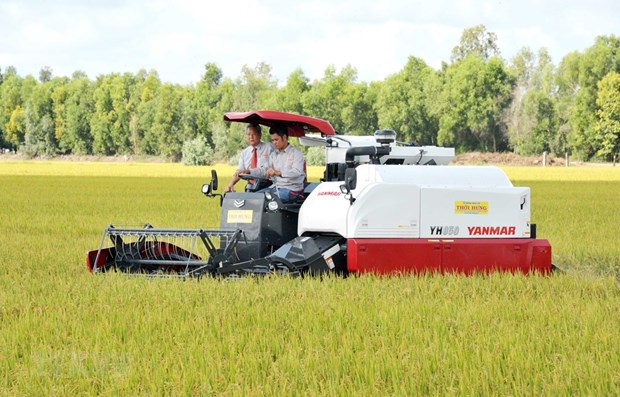 Harvesting rice (Photo: VNA)