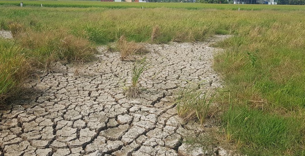 In recent years, drought and salinity in the province have occurred complicatedly and caused a lot of damage