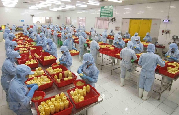 Processing pineapples at a plant in An Giang (Photo: VNA)