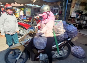 Chung tay "giải cứu" hàng trăm tấn khoai lang Vĩnh Long