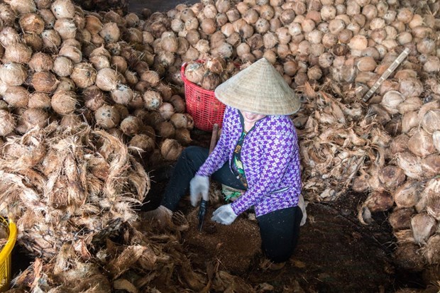 Coconut shells and coir will be an abundant source of raw materials for the production of activated carbon for export. (Photo: truyenhinhdulich.vn)