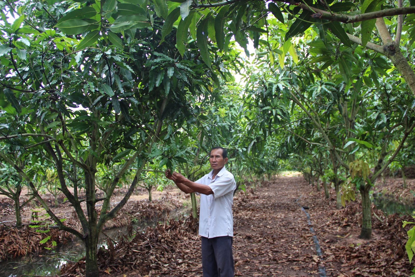 From the inefficient rice area, many farmers have switched to growing fruit trees and bringing higher economic efficiency (Illustrated Photo)