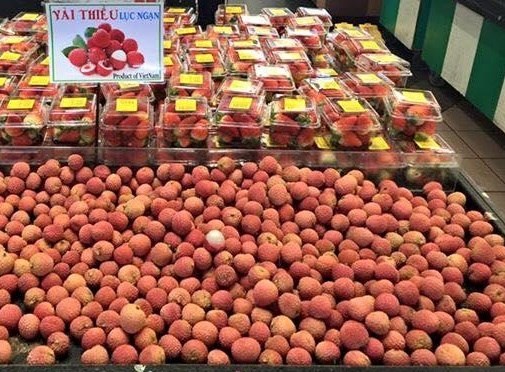 Luc Ngan lychee of Bac Giang province is protected geographical indication in Japan. Vietnamese firms are urged to pay more attention to register for intellectual property protection in foreign markets. (Photo baochinhphu.vn)