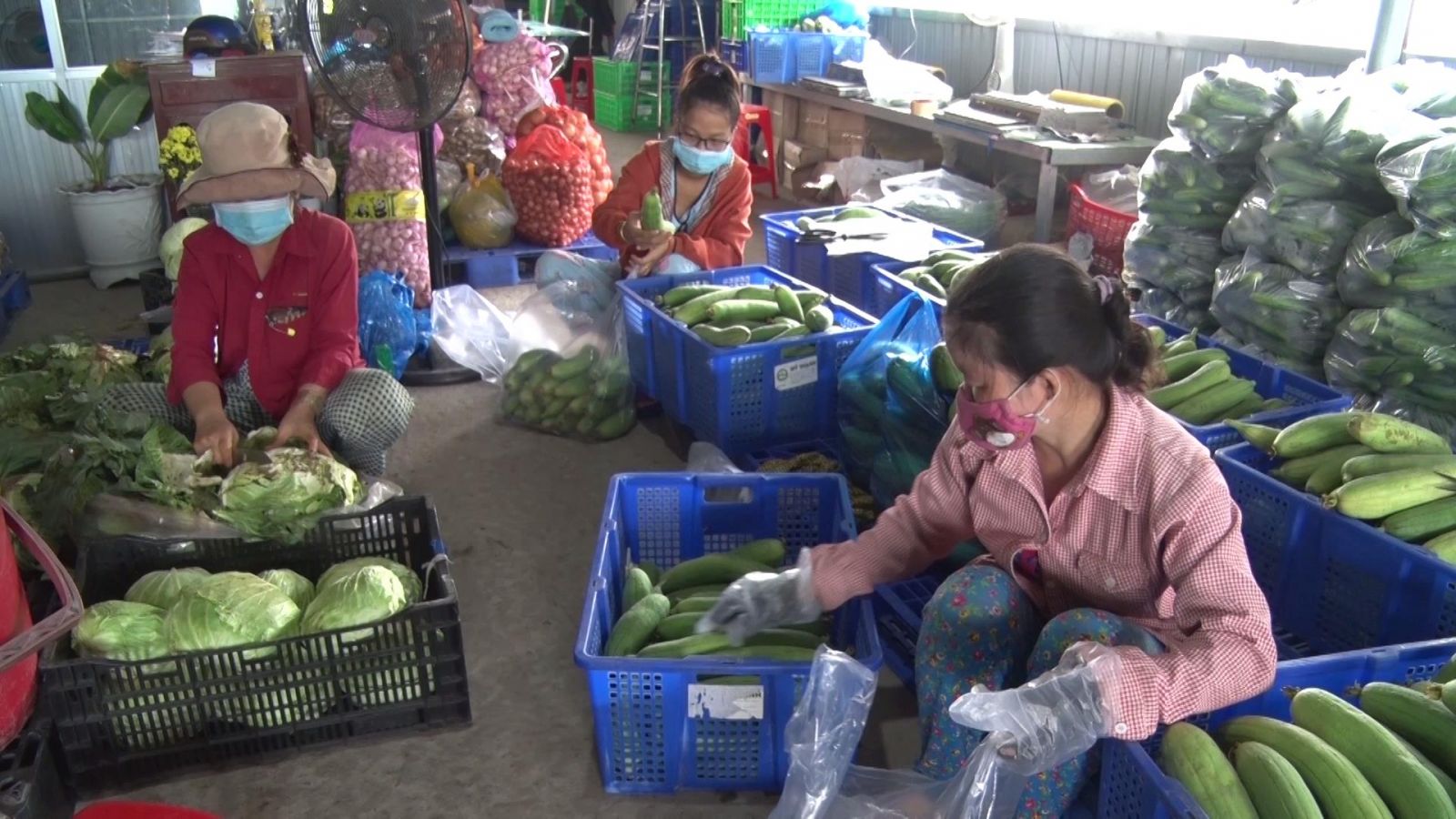 My Thanh Agricultural Cooperative prepares vegetables for people's consumption