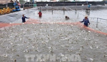 Kien Giang provides identification codes for shrimp farms