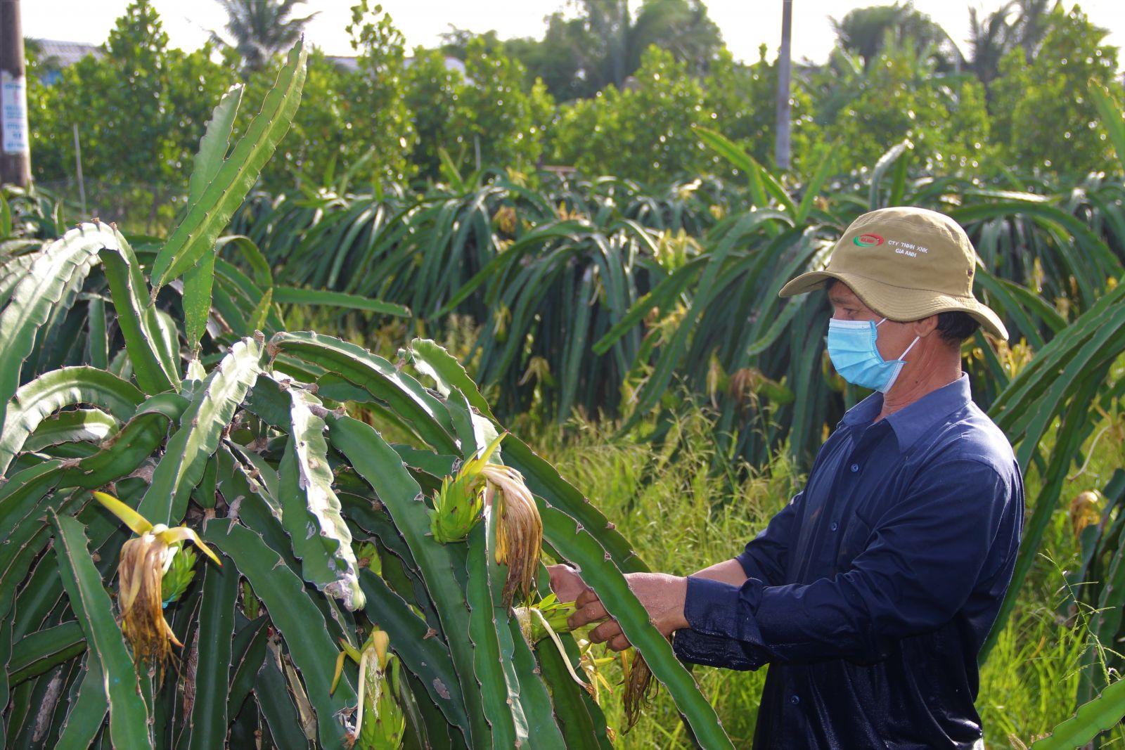 Farmers maintain production while preventing and fighting epidemics