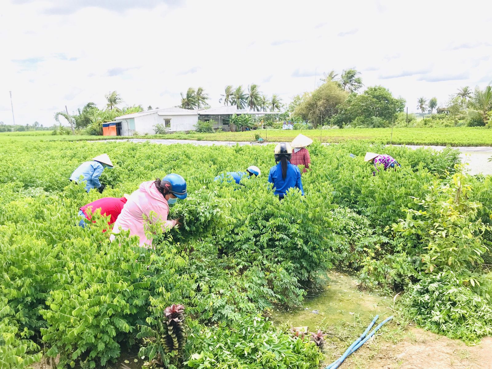 Đoàn viên, thanh niên xã Long Trạch thu hoạch rau giúp các hộ gia đình bị cách ly và phong tỏa