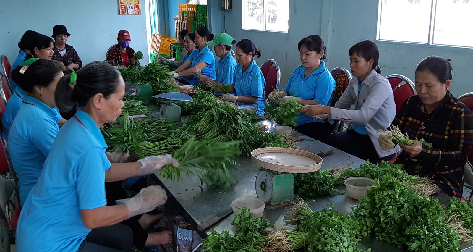 Phuoc Hoa Safe Vegetable Cooperative in Can Duoc district is one of the cooperatives applying the food safety chain for green vegetables (Illustrated photo)