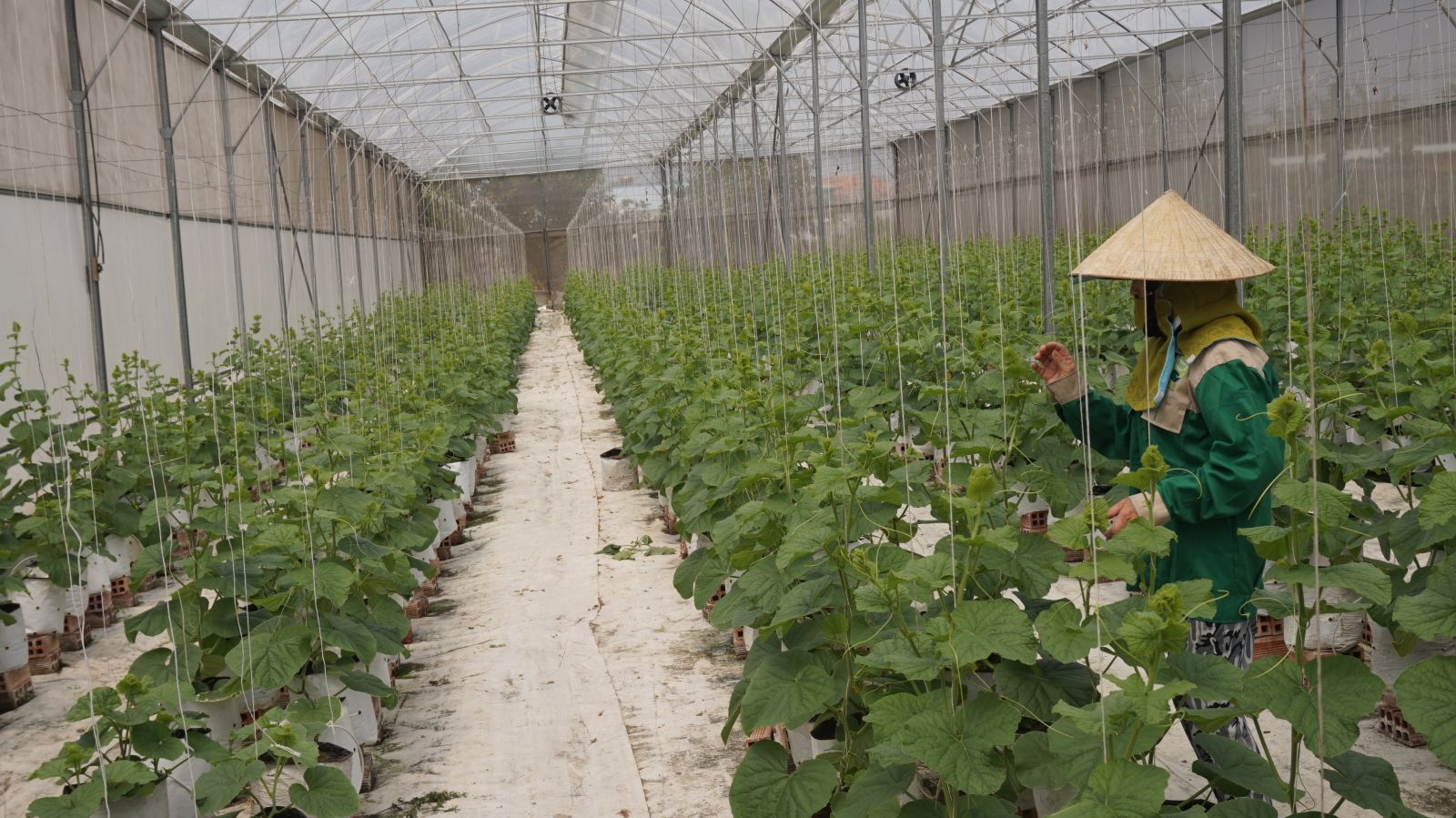 Growing cantaloup in a net house in Can Giuoc district