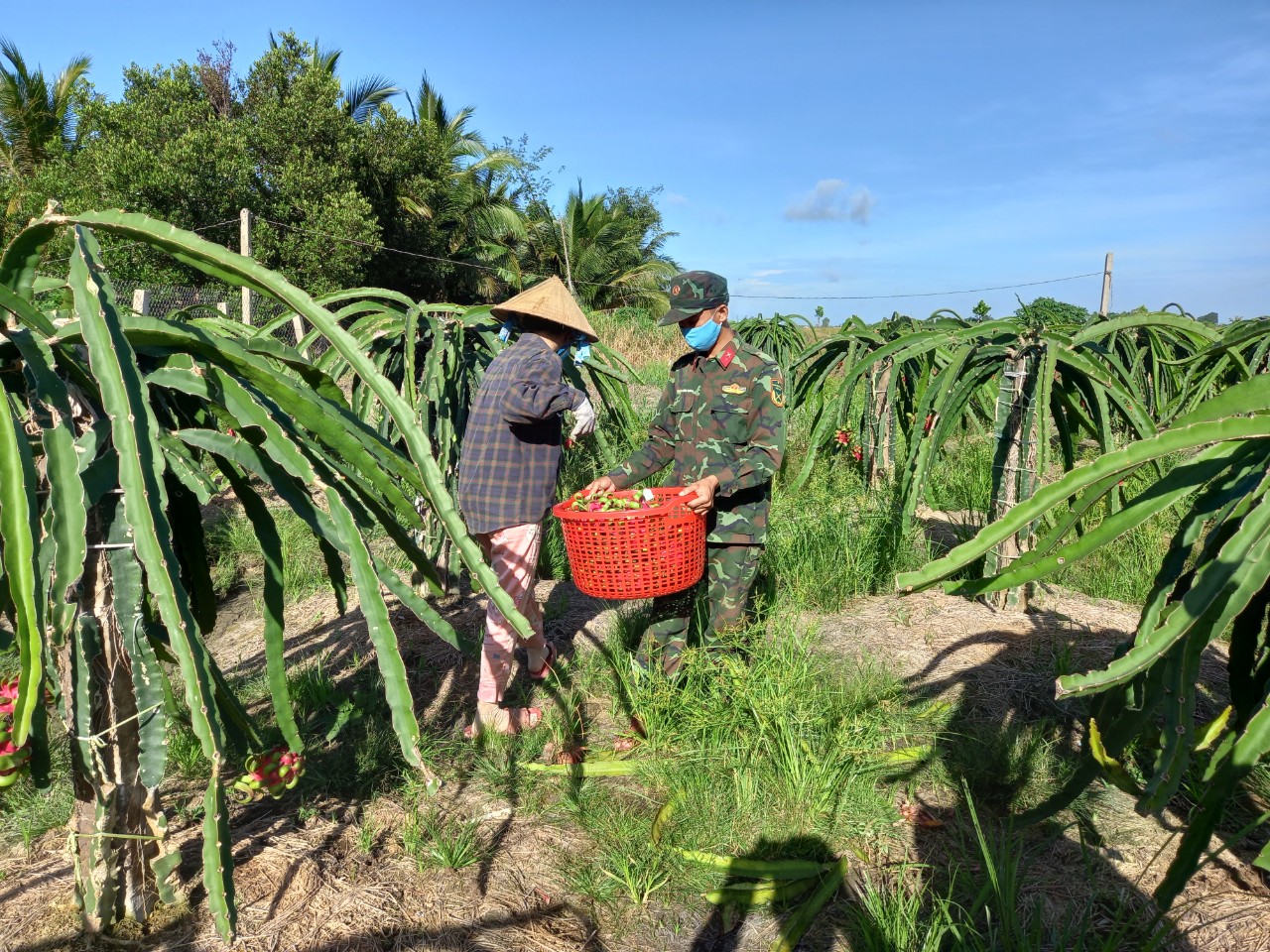 Giúp người dân thu hoạch thanh long