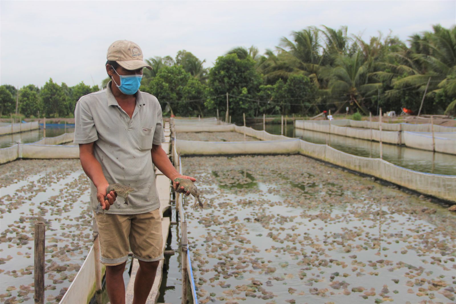 Many frog-feeding farmers in Tan Thanh are also facing difficulties in the market