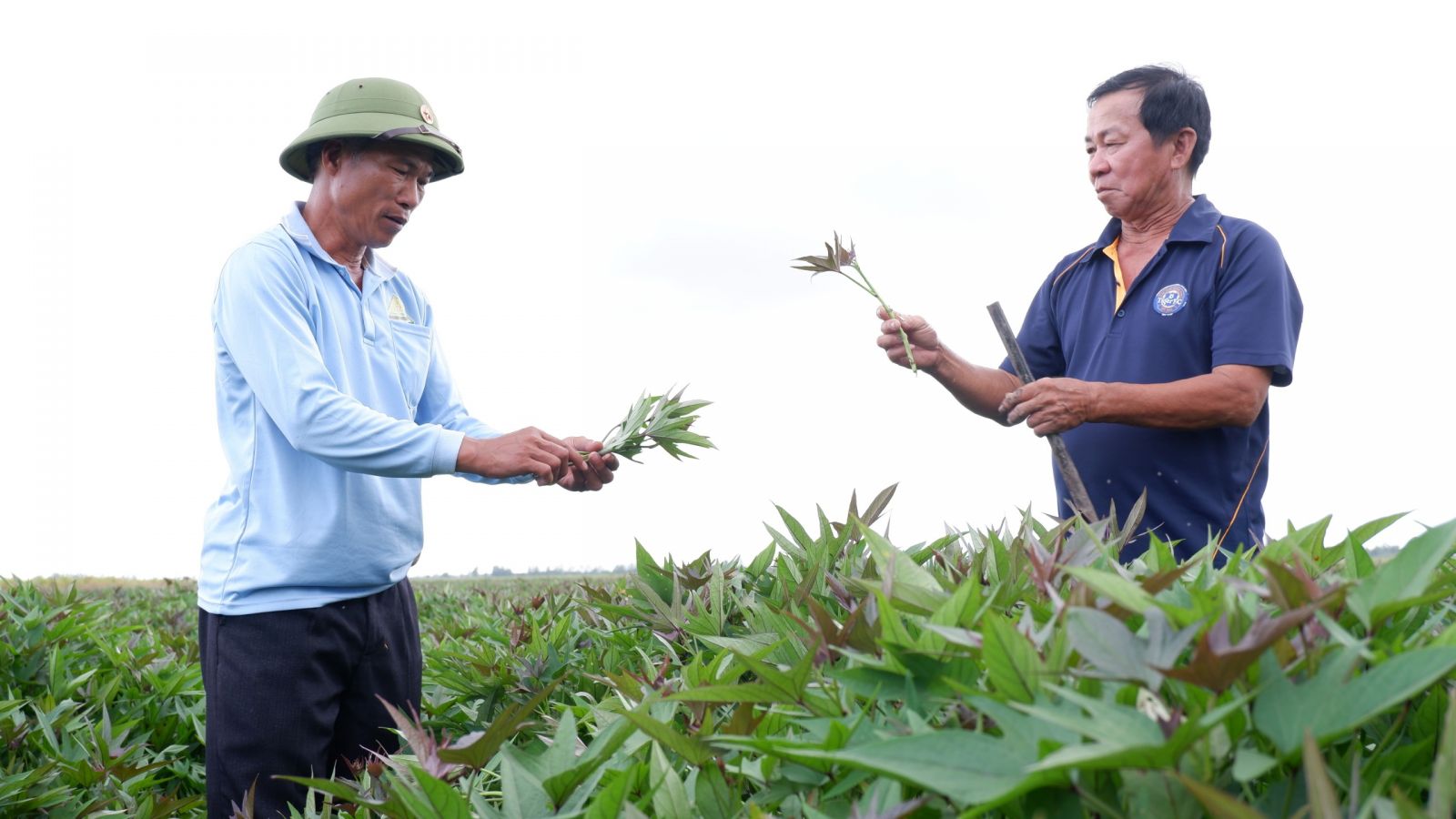 Tan Long Agricultural Service Cooperative prepares to harvest sweet potato buds. Currently, 2 companies have contracted to buy in the field (Illustrated photo)