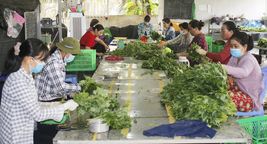 Thanks to supportive policies, the activities of cooperatives are more diverse than before (Illustrative photo)