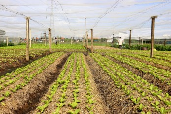 Hi-tech cultivating vegetables - right direction