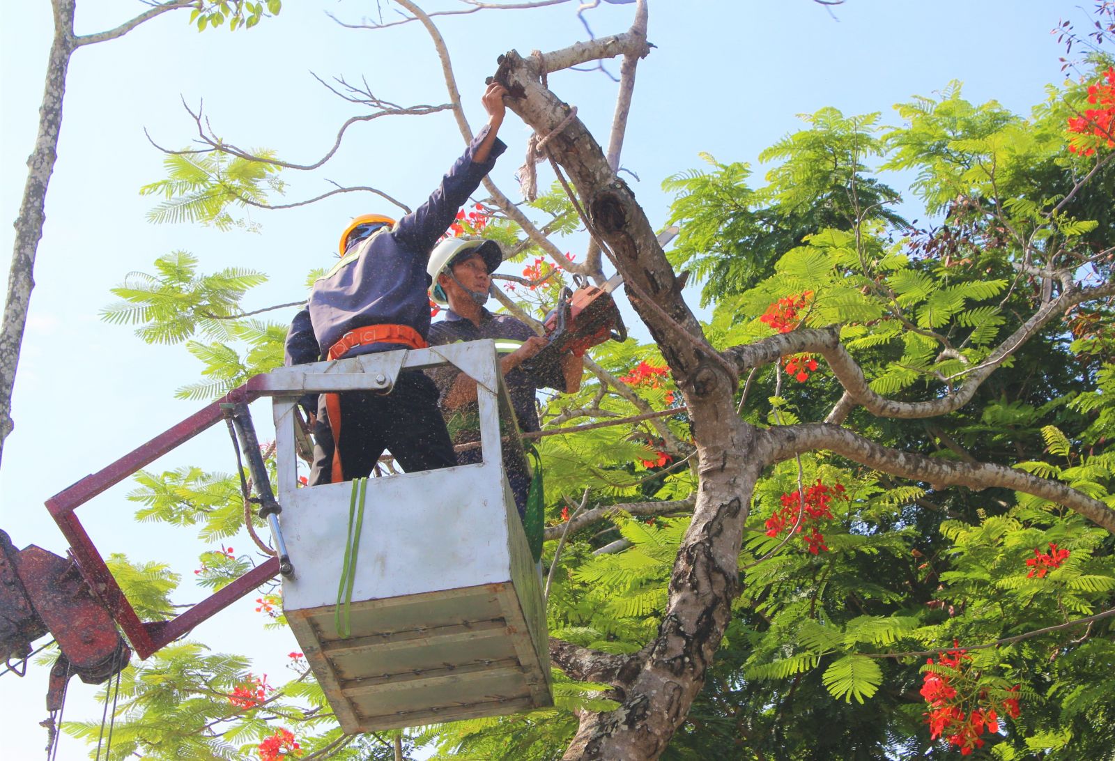 Cắt tỉa cây xanh nhằm bảo đảm an toàn trong mùa mưa, bão