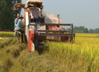 Moc Hoa: Over 19,000 hectares of summer-autumn rice harvested