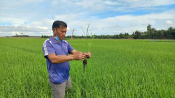 Floating rice conservated and developed