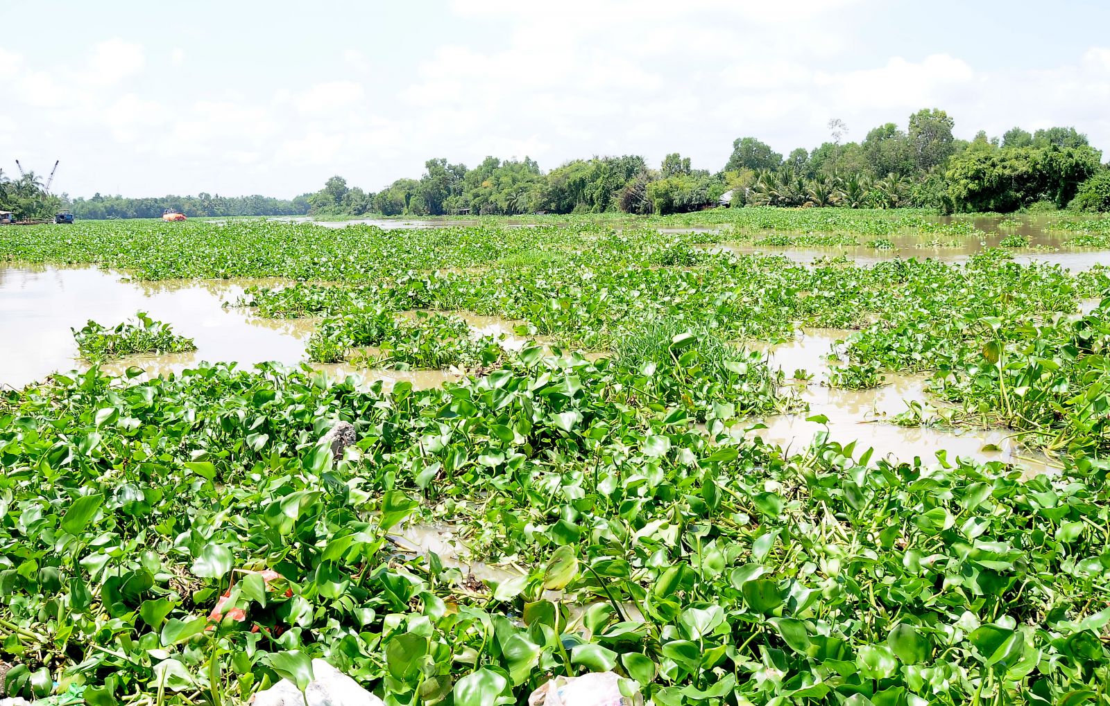 Water hyacinth on Vam Co Tay river is still a problem affecting production in some communes of Thanh Hoa and Moc Hoa districts